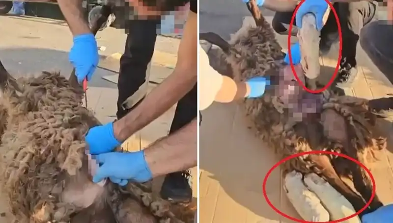 Zehir Tacirlerinin Vahşeti: Ölü Koyunun Karnında Ne Bulundu?