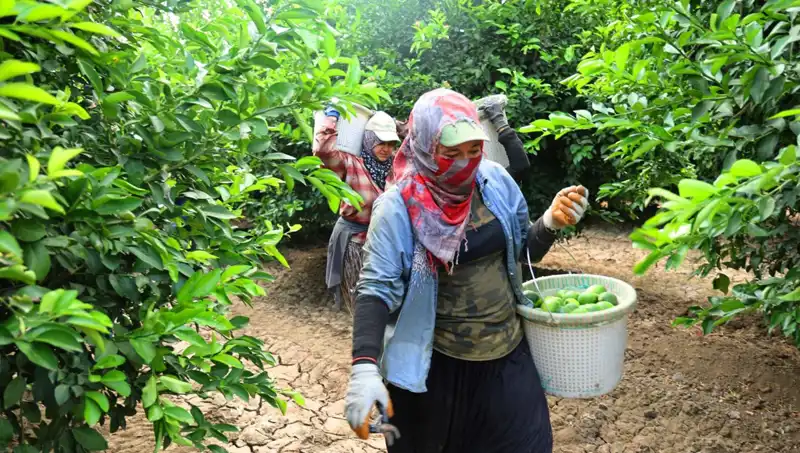 Market Fiyatlarını Sarstı: Sebze Hasadı Başladı ve Kilo Fiyatları Düşüyor!