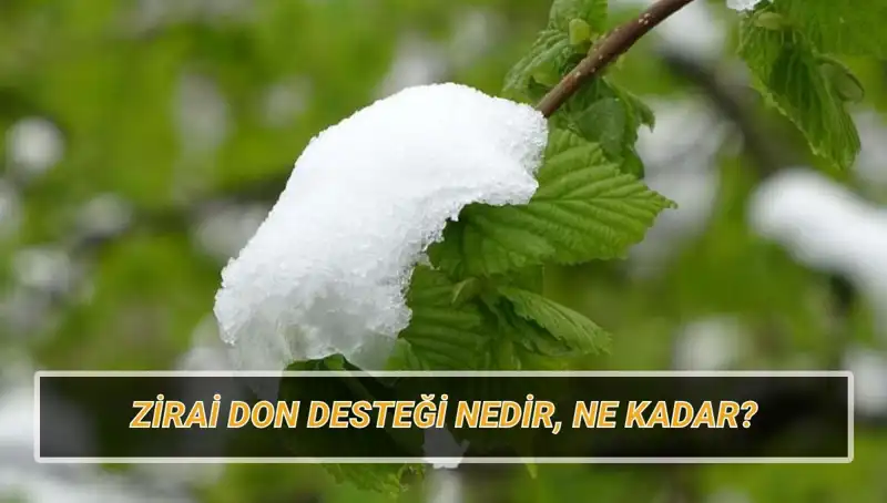 Zirai Don Desteği: Ne Kadar, Kimler Yararlanacak ve Etkileyen İller