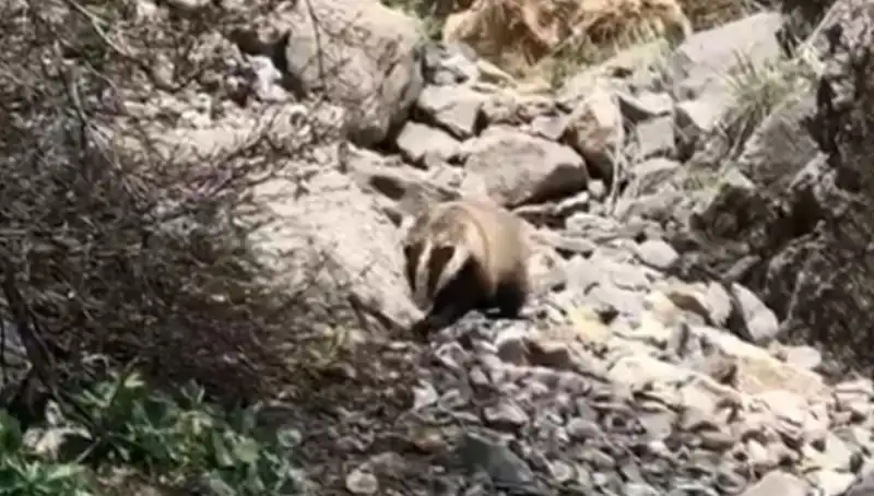 Batman’da Eşsiz Bir Keşif: Nesli Tükenmek Üzere Olan Hayvan Görüntülendi!
