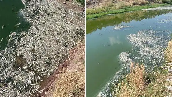 Karasu Çayı'nda Balık Ölümleri: Nedenleri ve Çözüm Yolları