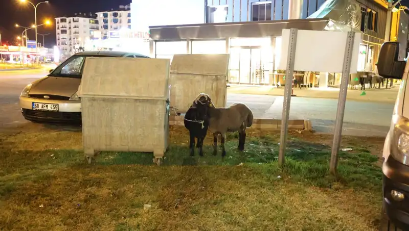 Mor Karaman Koyunları: Yolda Bırakılanların Dramı ve Geleceği