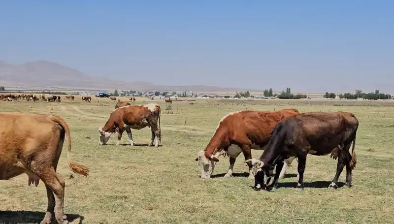 Arin Gölü'nün Kuruması: Doğal Yaşam ve Tarım Krizle Karşı Karşıya