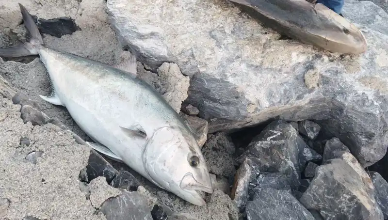 Oltayla 65 Kilo Balık Yakalayan Balıkçı, 18 Bin TL’ye Satışını Gerçekleştirdi!