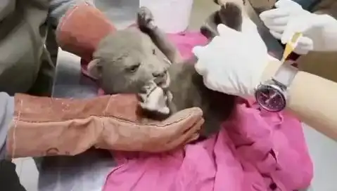 Karabük'te Yavru Bozayı Bulundu: Koruma Altına Alınacak mı?