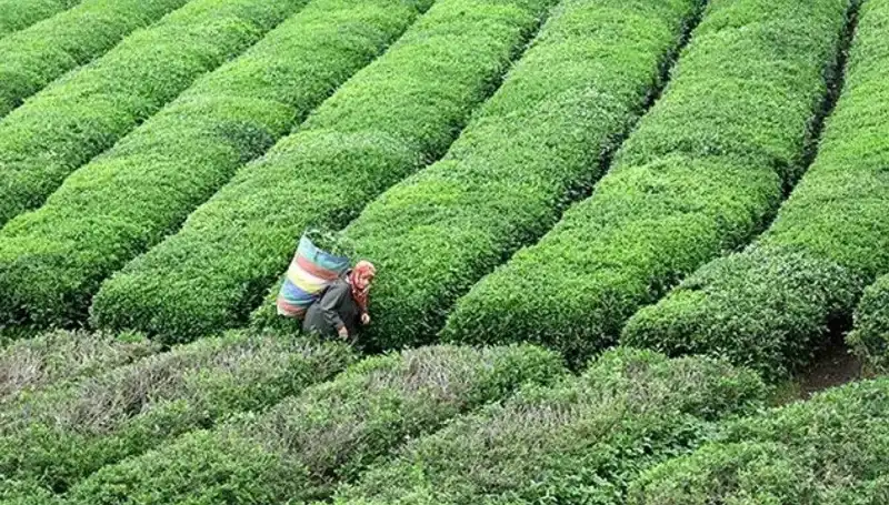 ÇAYKUR Bayramda Da Yaş Çay Alımına Devam Edecek, Çiftçiler Sevindi!