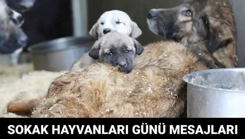 Dünya Sokak Hayvanları Günü: Nasıl Kutlanır ve Anlamı Nedir?