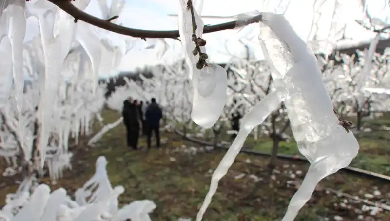 Ağaçları Soğuktan Koruma Yöntemi: Dondurma ile Yüzde 80 Başarı!