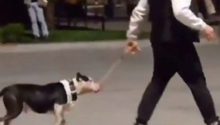 Ağızlıksız Pitbull, Diğer Köpekleri Nasıl Tehdit Etti? Sahibi Para Cezasıyla Yüzleşiyor
