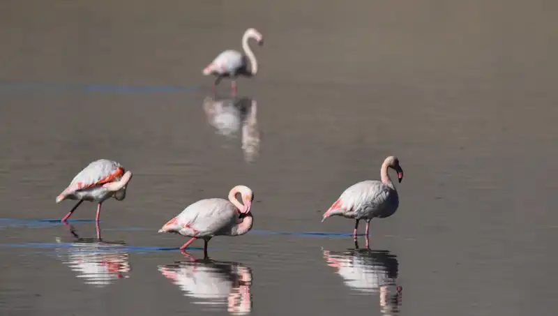 Türkiye'nin Flamingo Cenneti Kuraklıktan Nasıl Etkileniyor?