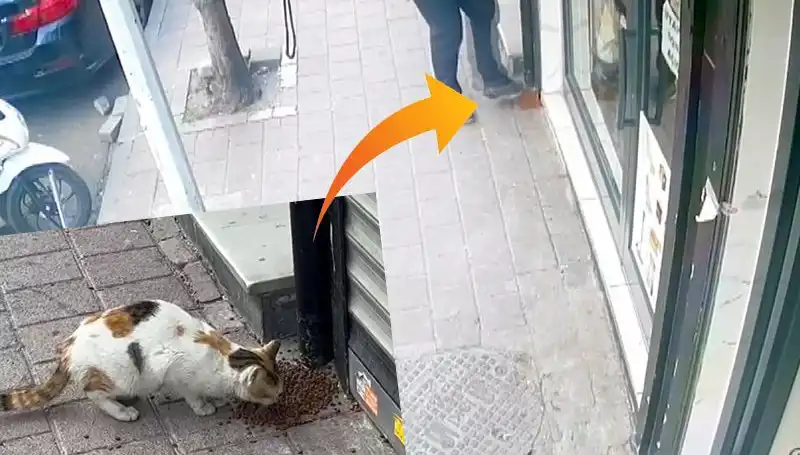 Kediler, Mamalarını Dağıtarak Eğlenceli Kaçış Yolu Buldu!