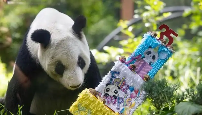 Dev Panda Xin Xin’in 35. Yaş Günü Kutlaması: Bir Efsanenin Doğum Günü