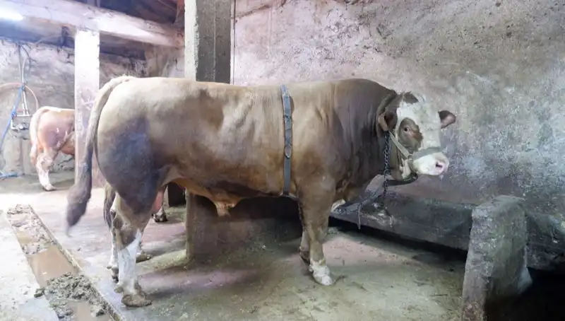 Dikkat Çeken Fiyat: Tam 1 Ton 200 Kilo Ürün Yeni Sahibini Buldu!