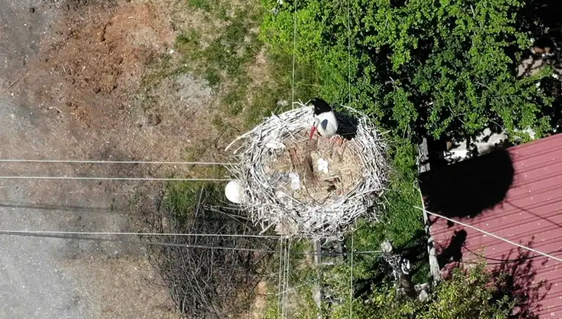 Baharın Habercisi Arı Kuşu Yuvaya Dönüş Yaptı: 22 Yıldır Aynı Yer!