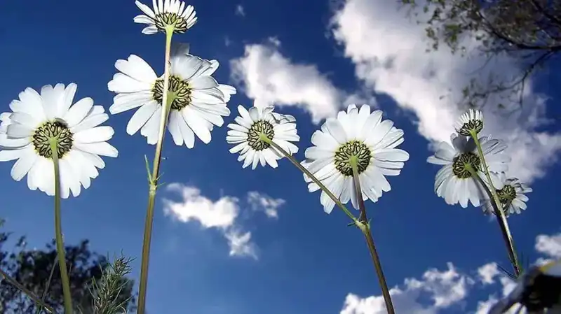 Cemreler Ne Zaman Düşecek? 2026 Cemre Düşme Tarihleri Açıklandı!