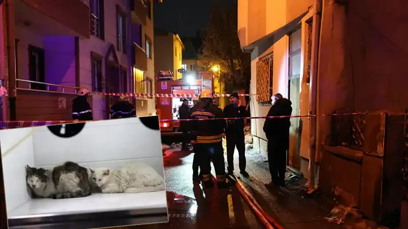 Evde Yangın Felaketi: 26 Kedi Hayatını Kaybetti