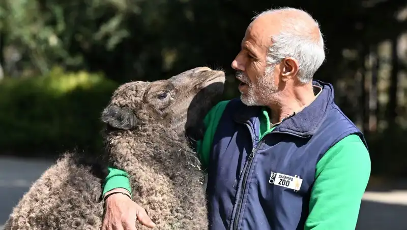 "Boncuk Anne Hassasiyetiyle Büyüyor: Her Gün 4 Litre Süt İçiyor!"