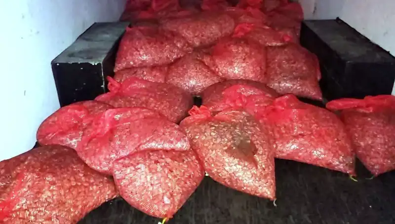 Samsun'da Dev Kaçakçılık Operasyonu: 1,5 Ton Midye Ele Geçirildi
