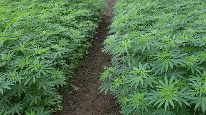 Kenevir Yetiştiriciliğinde Devrim: 21 İlde Üretim Onayı Geldi
