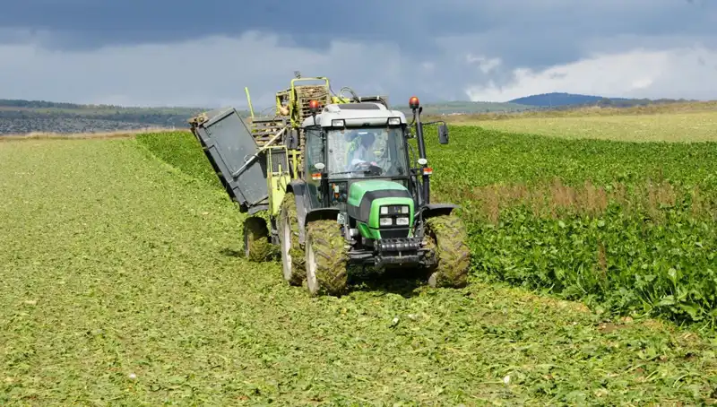 Kastamonu'da Pancar Şenliği: Bereketin Sembolü Hasat Zamanı