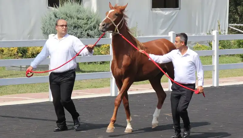 Rekorları Altüst Eden "Taşkın Kral": Doğanın Gücüne Tanıklık Edin