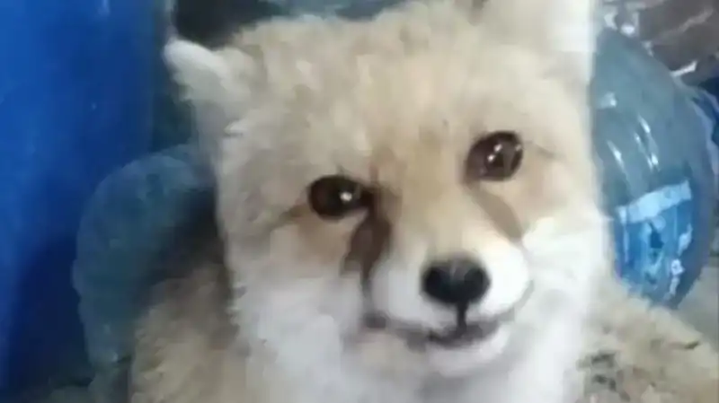 Bahçesine Giren Tilkilere Eşsiz Bir Misafirperverlik Göstermek