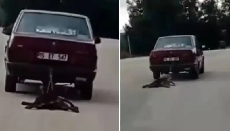 Otomobilin Arkasında Köpeği Sürükleyen Sürücü, Sosyal Medyayı Ayaklandırdı!