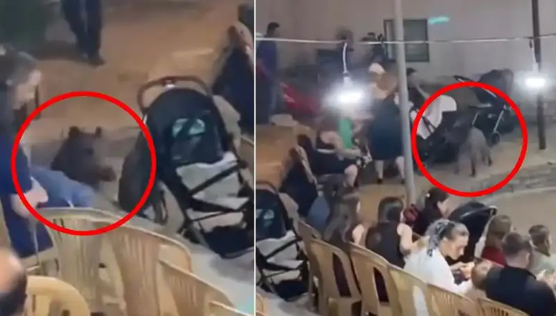 Düğün Töreninde Yaban Domuzu Paniği! Bir Kutlama Unutulmaz Anlara Dönüştü