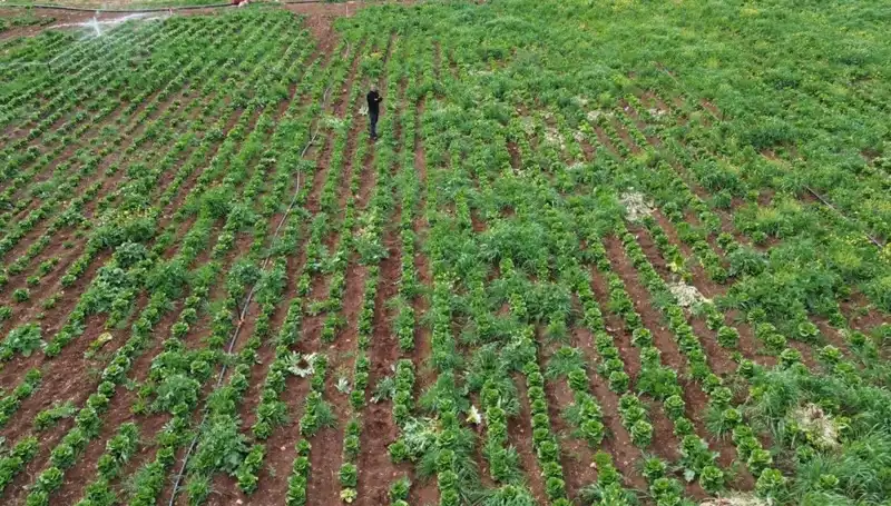 Marul Hasadında Kuraklık Krisisi: Yetiştiriciler Zor Durumda!