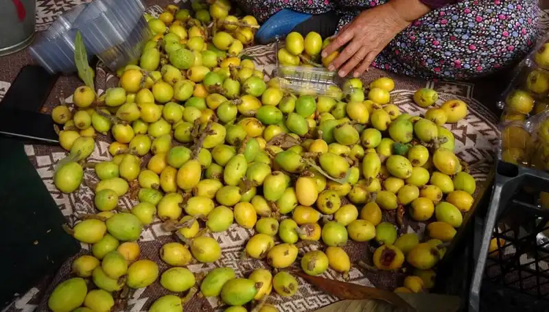 Muşmula Hasadı Sezonu Geldi: Kilosu 150 TL’den Satışta!