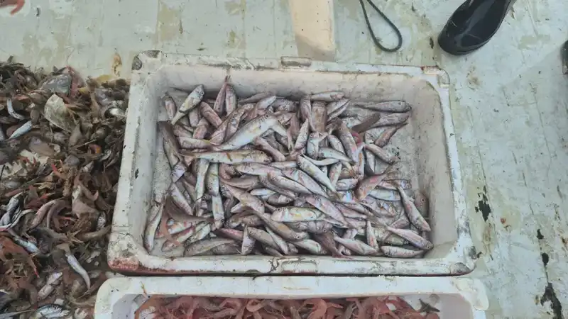 Denizden Geldiler, Taze Balıklarla Limana Dönüş Yaptılar!