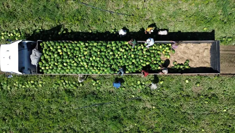 Bafra Ovası'ndan 94 Bin 500 Ton Karpuz Rekoltesi Beklentisi