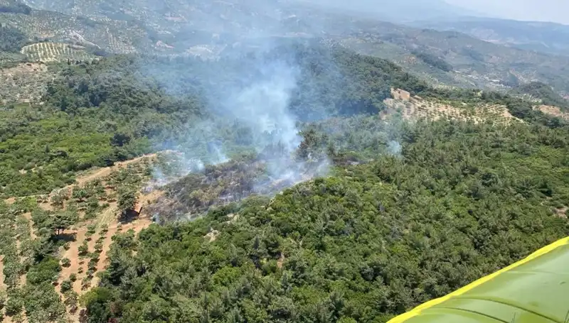 Aydın’da Korkutan Orman Yangını: Ekipler Seferber Oldu