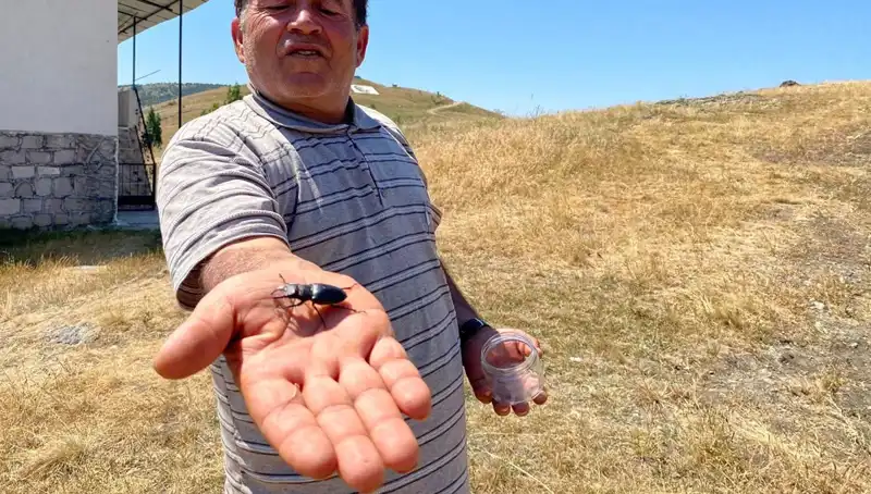 Sivas’ta Görülen Böceği Öldürmenin Cezası: Yarım Milyon TL!