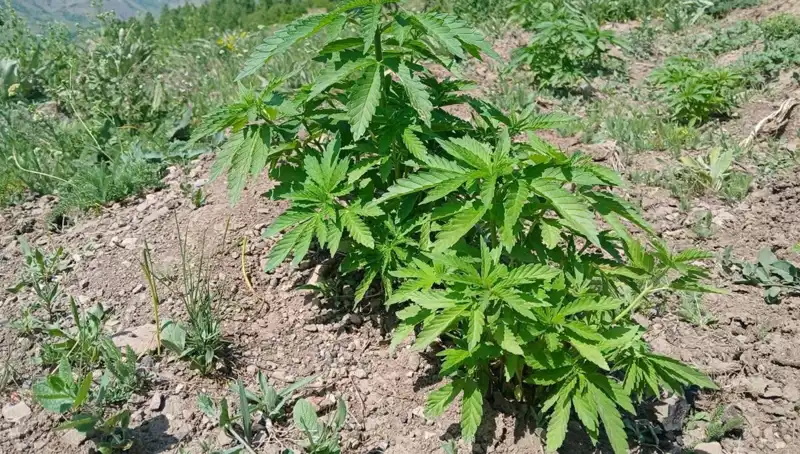Bingöl'de Kenevir ve Kaçak Tütün Operasyonu: 50 Ton Ele Geçirildi
