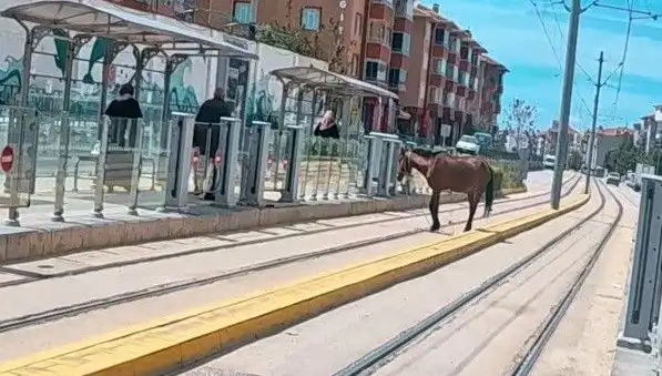 Eskişehir Tramvay Raylarında Gezen Başbaşıboş At, Vatandaşları Şaşkına Çevirdi!