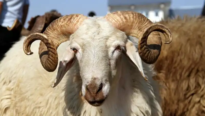 2025 Kurban Bayramı Tatili Tarihleri ve Süresi Hakkında Bilgiler