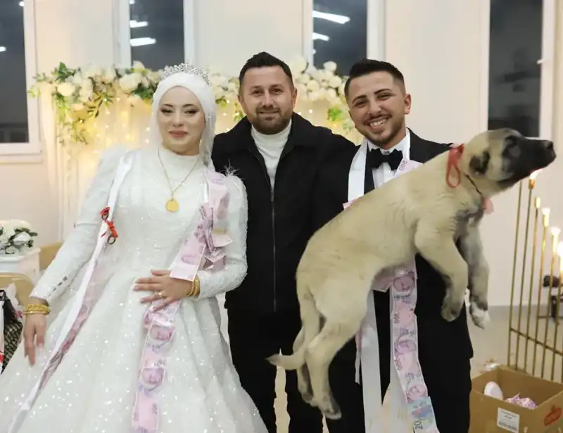 Düğün Tradisyonlarına Dönüş: Gelin ve Damat Çoban Köpeği Hediye Aldı