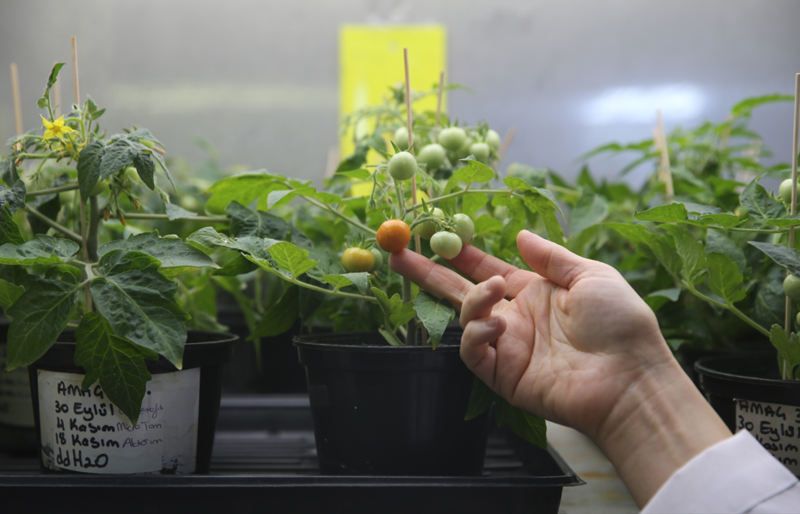 Türk Bilim İnsanları, Ay ve Mars’ta Domates Yetiştirmenin Yolunu Buldu!