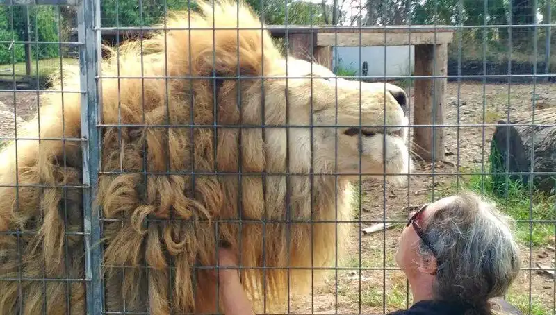 Avustralya'da Aslan Saldırısı: Gözü Dönmüş Aslan Kafesten Kolu Yırttı