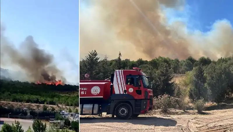 : Gebze'de Orman Yangını: Doğa ve Hayvanlar Tehdit Altında!