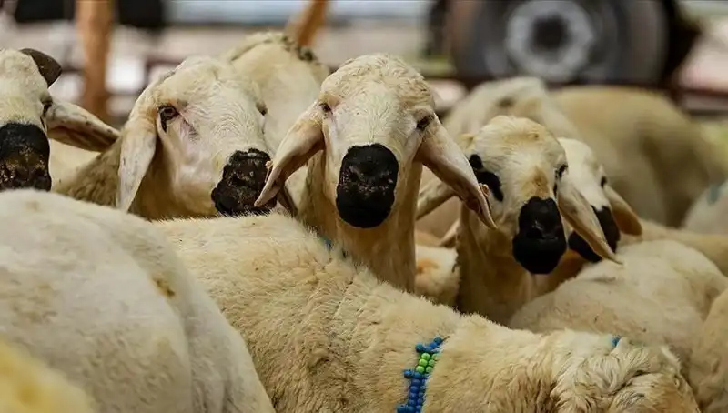Kurban Bayramı 2025: Kurban Kesmek Farz Mı, İşte 10 Cevap!